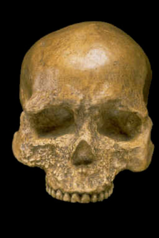 Cro Magnon( 50-30,0000 years ago)