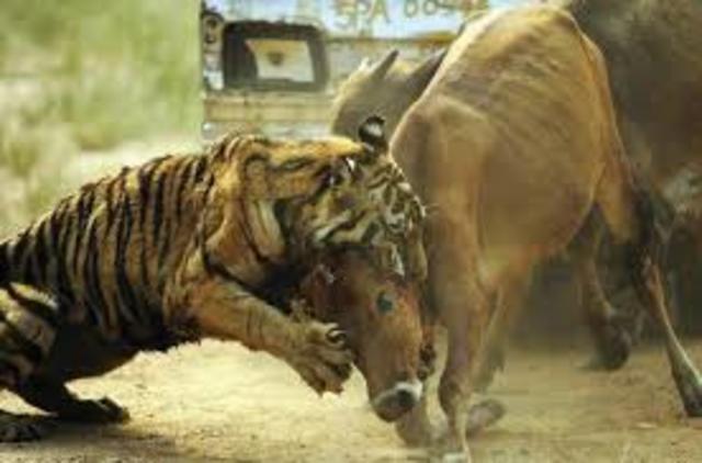 Taking Down A Buffalo