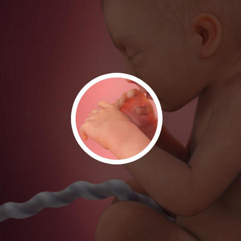 Fingernails and Toenails are fully developed