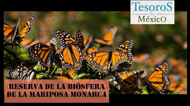 Gendarmería ayuda a reducir la tala ilegal en bosques de la Mariposa Monarca