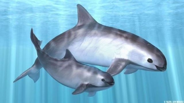 -Rescate de la vaquita marina