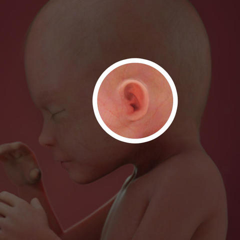 Fetus becomes more sensitive to sounds
