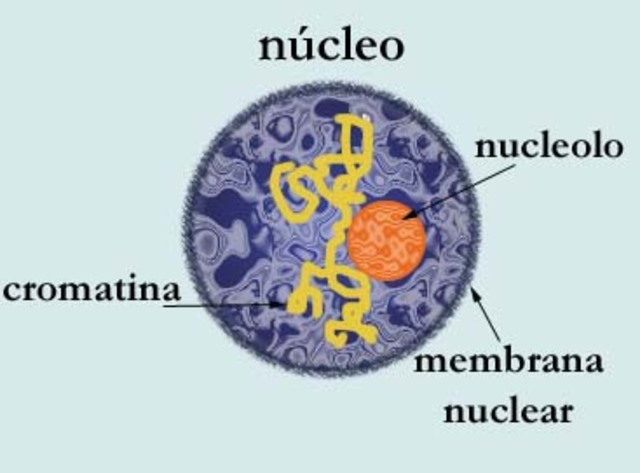 Robert Brown descubre el núcleo en las células