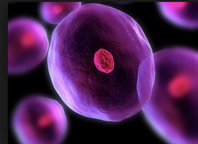 Concepto moderno de la teoría celular