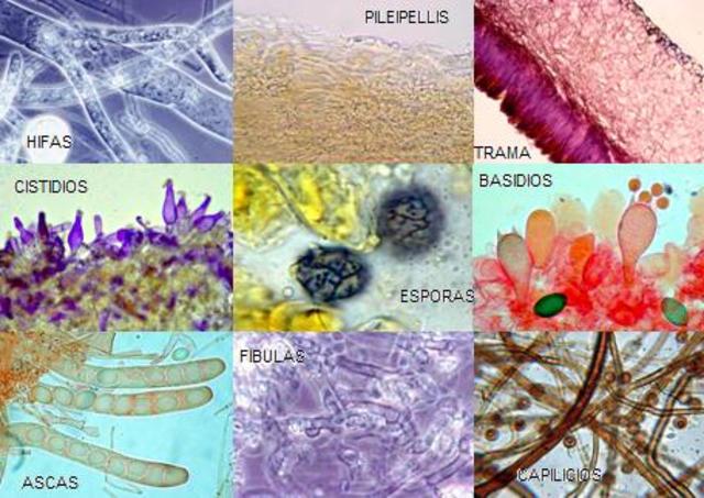 ANTONJ VAN LEEUWENHOEK