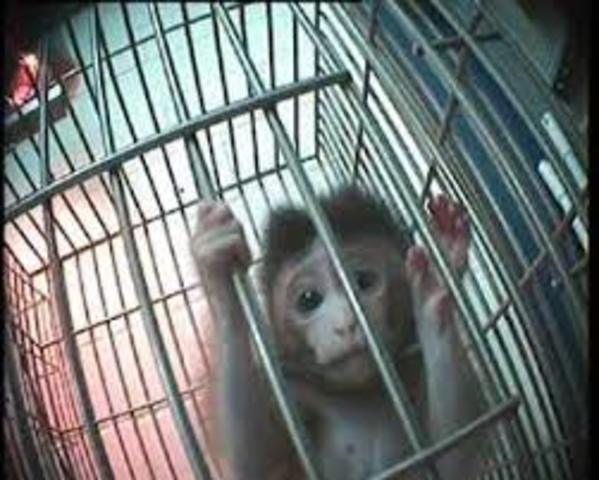 Pruebas en Animales Vacuna experimental