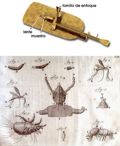 Anton van Leeuwenhoek