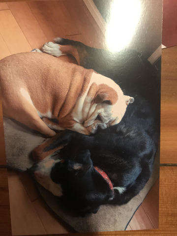 Ma famille avons eu mon premier chien Ed