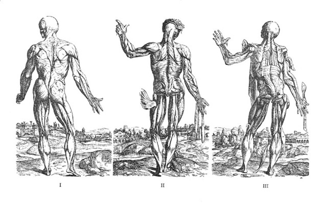 Vesalio