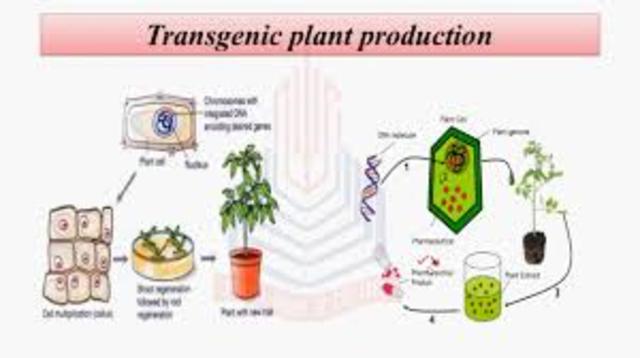 Trans genetic Plants
