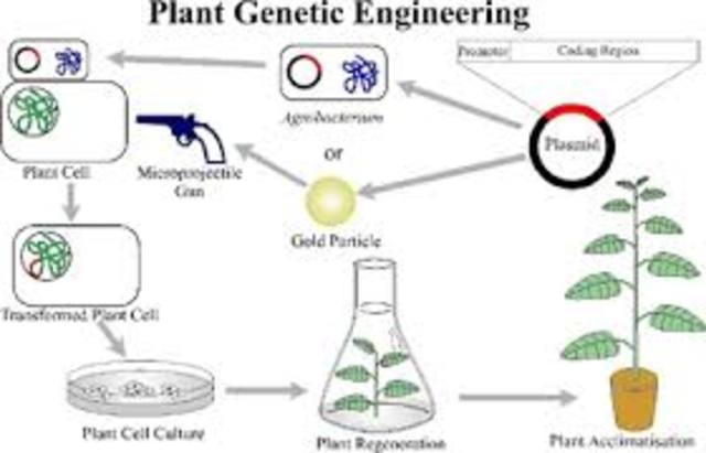 Genetic Engineering