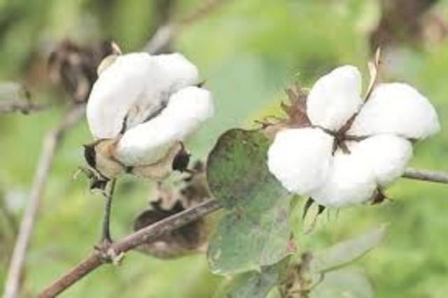 Bt Cotton