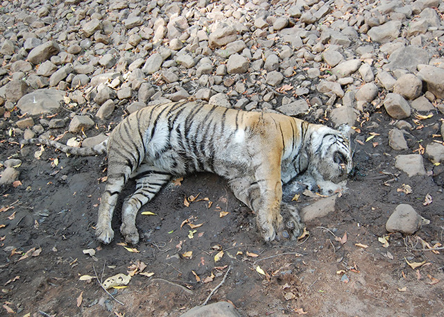 Tigers were dying