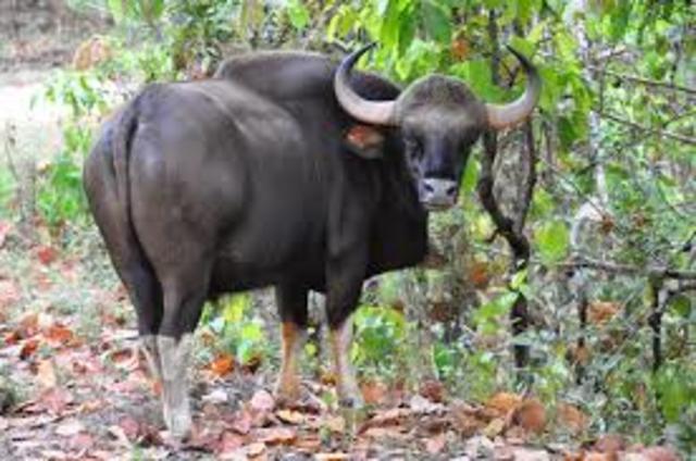 The amount of time George spent at Kanha National Park.