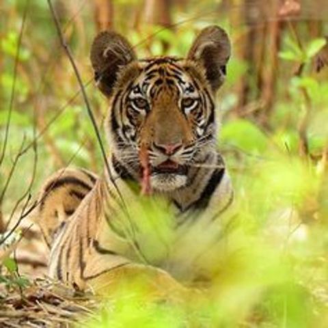 Summer time in Kanha National Park