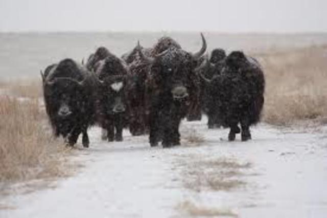 The first outside account of the Yak (par.5)