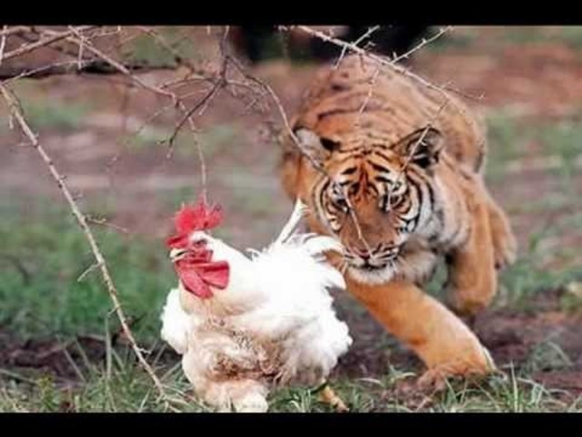 george found out what tigers eat