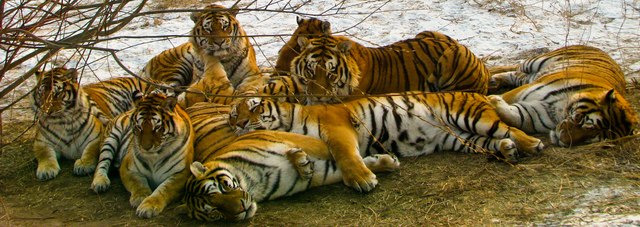 A Clan Of Tigers