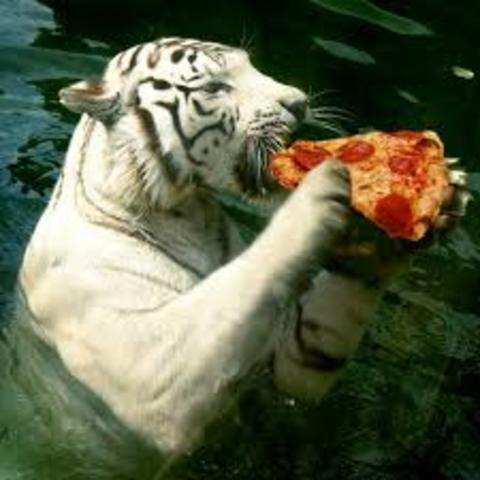 George found out what tigers eat