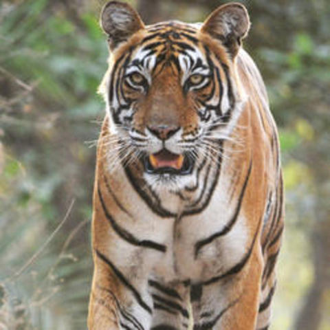 geroge met face to face with a tiger