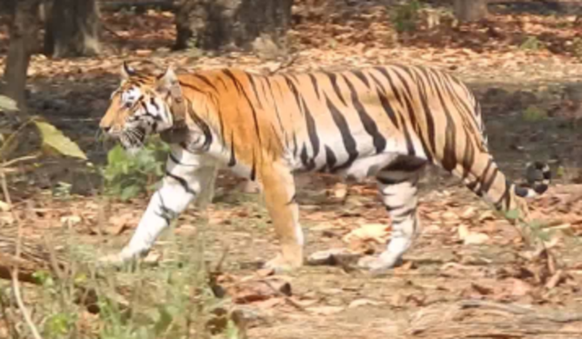 George named a tiger Cut-Ear