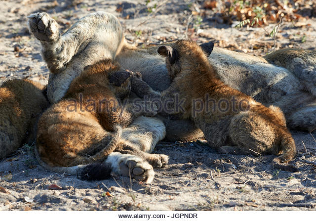 cut ear and cubs eat buffilo