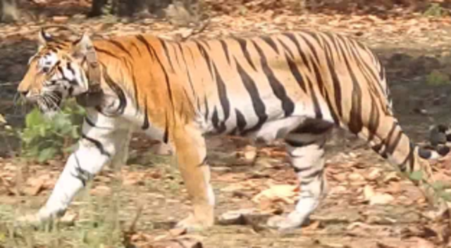 George named a tiger Cut-Ear