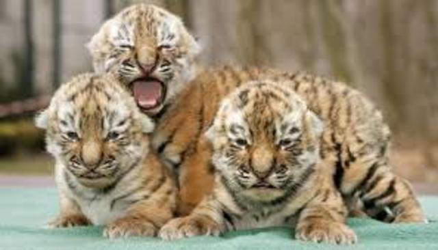 the tiger has babies