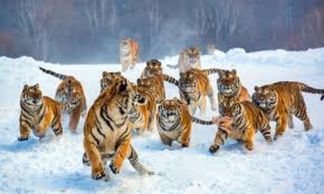 A clan of tigers