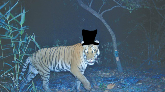 kanhas tiger watching