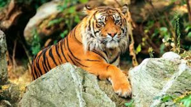 kanhas tiger watching