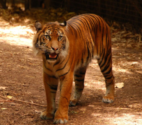 Encounter with young tiger and tigresses