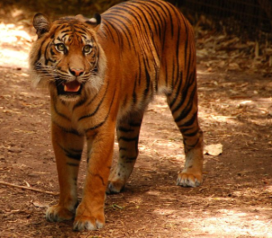 Encounter with young tiger and tigeresses