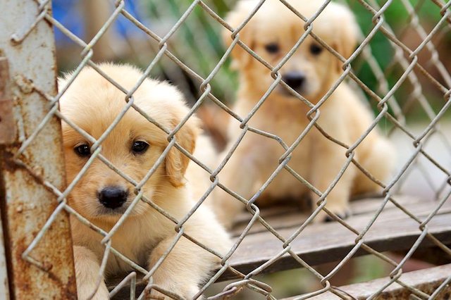 Learn how to volunteer at the shelter