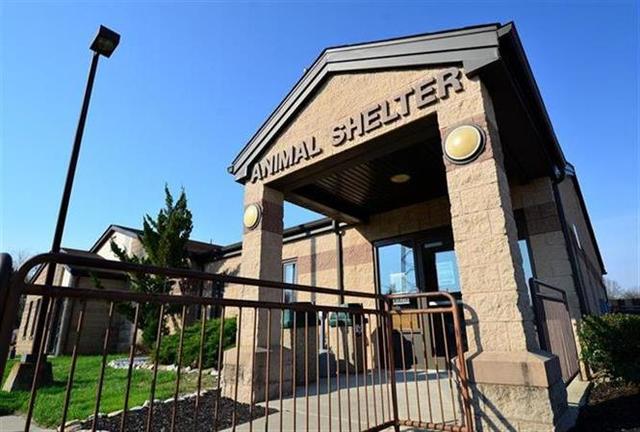 Talk to the animal shelter