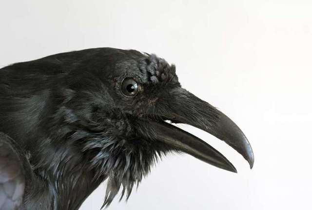 Life of the wild chapter one