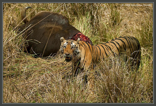 The Tigress meet or meat  ( ͡° ͜ʖ ͡°)