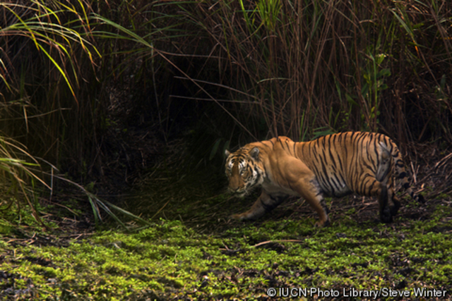 During his fourteenth month in kenya