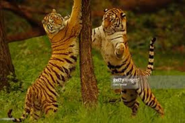 geroge gets attacked