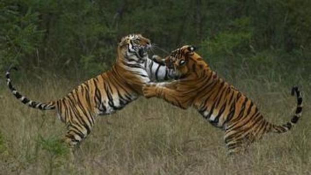 The ending of Cut-Ears clan