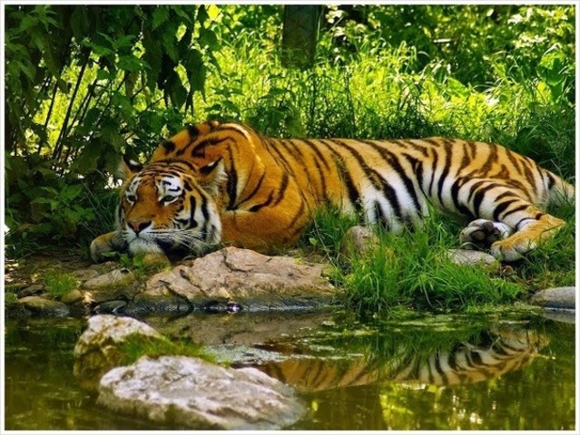 India's National Park