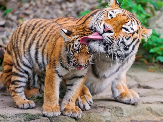 George found the tigers