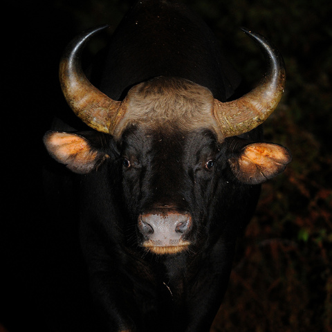 Gaur Bulls