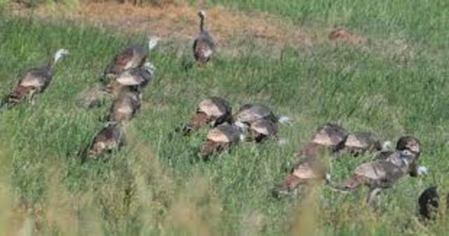 The Population Rebounds