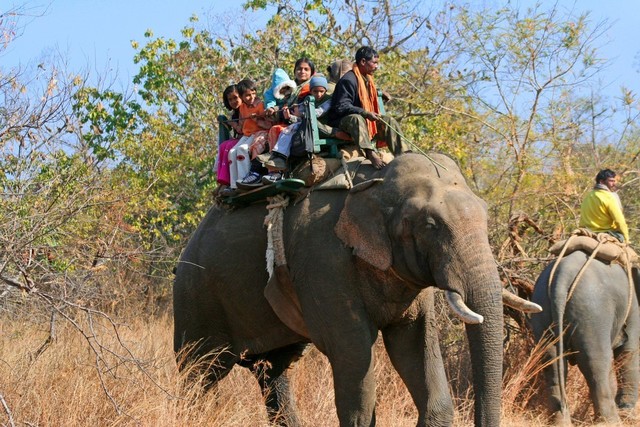 Elephant rides