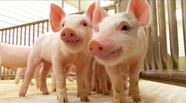 Deixen pasasar als porcs