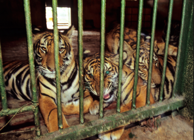 About the tigers/Starting the expedition