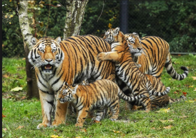 George watching the Tigers