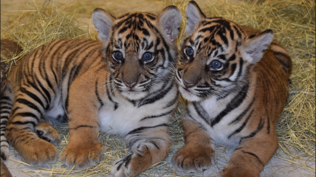 George hears the Tigers