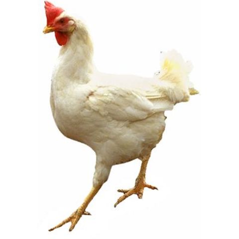 The tigers ate the lamb and there chicken